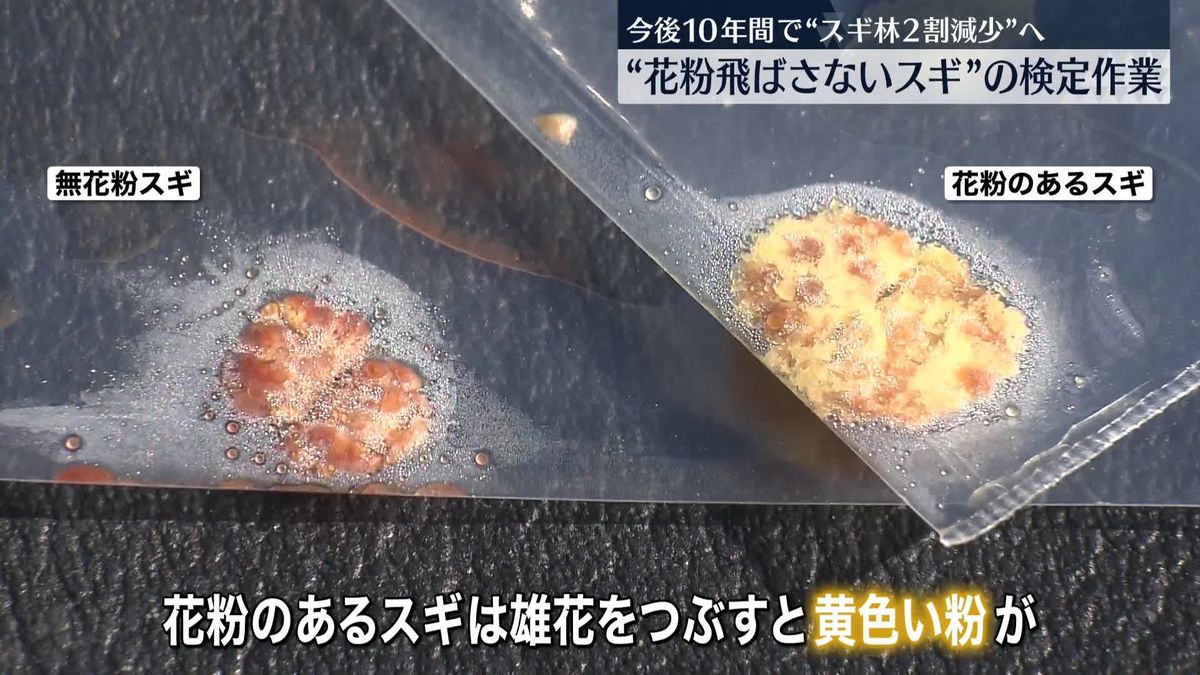 花粉飛ばさない「無花粉スギ」検定作業　植え替え加速へ