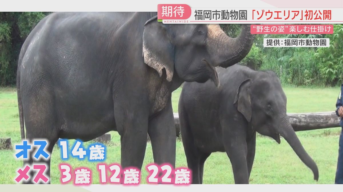 バナナやリンゴを隠す穴・泥遊び場・坂道　ゾウの飼育エリアを初公開　7月にミャンマーから4頭を受け入れ　福岡市動物園