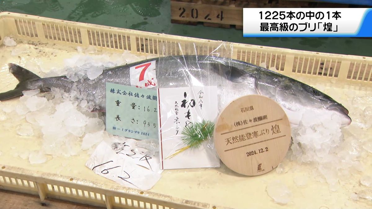 能登寒ブリの最高級「煌」200万円で落札　金沢の市場で「鰤‐1グランプリ」