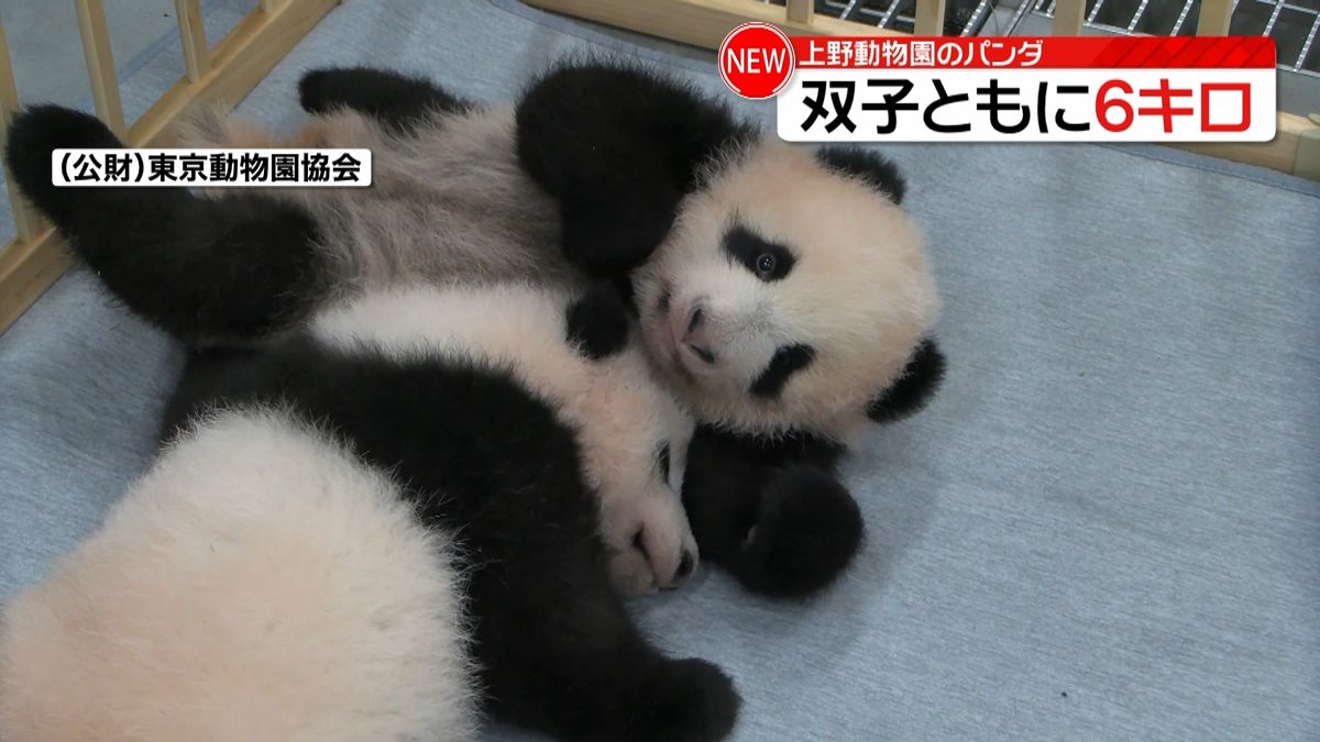 上野の双子赤ちゃんパンダ　体重６キロに