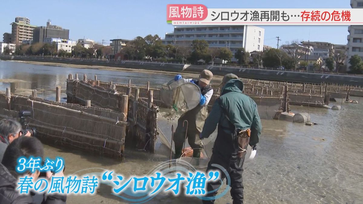 室見川の春の風物詩「シロウオ漁」3年ぶり再開　漁獲量激減で存続の危機　伝統の風景と味を守るために