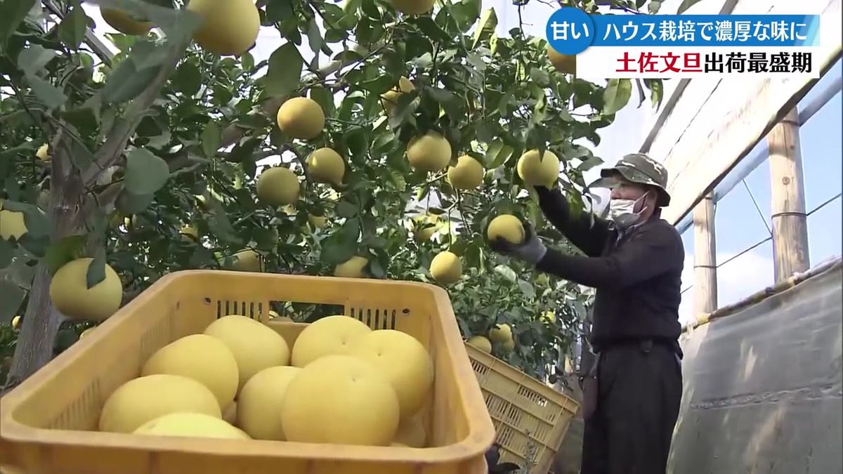 甘みが強く濃厚な味で人気の土佐文旦 収穫最盛期！【高知】