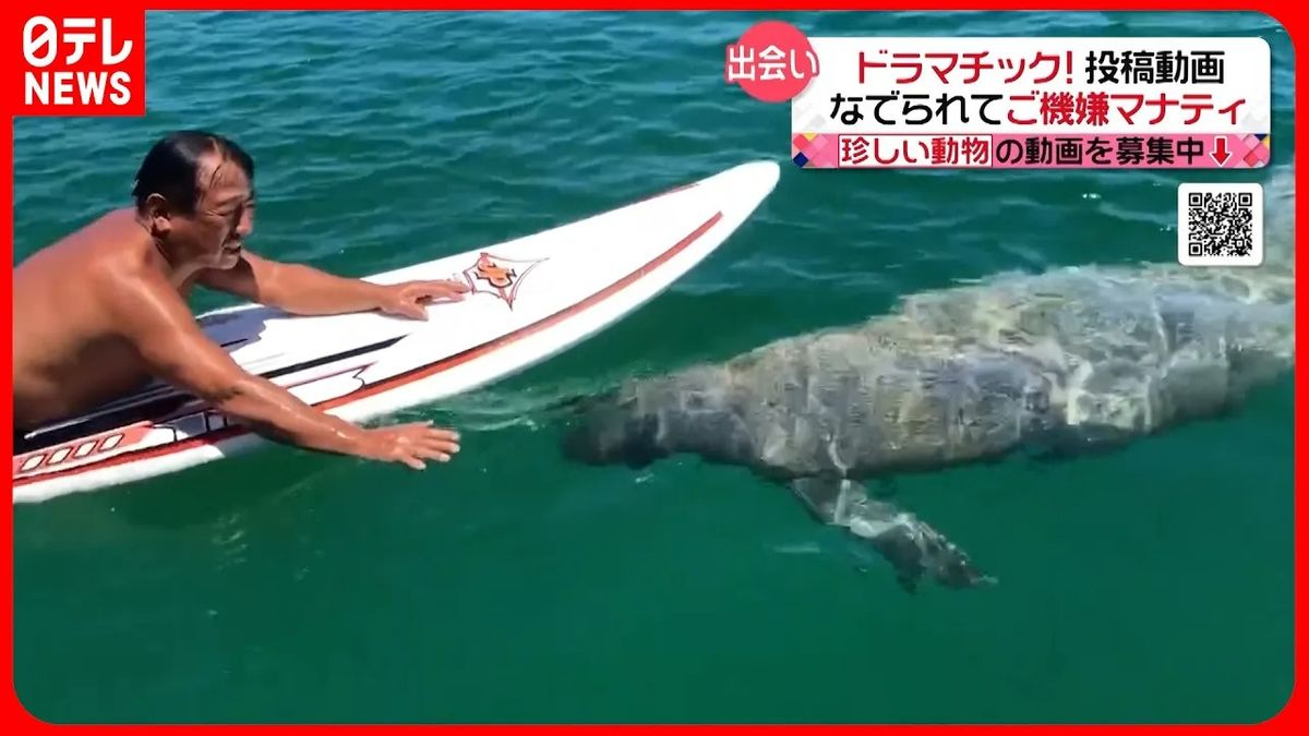 【マナティ】バハマの海でドラマチックな出会い！？