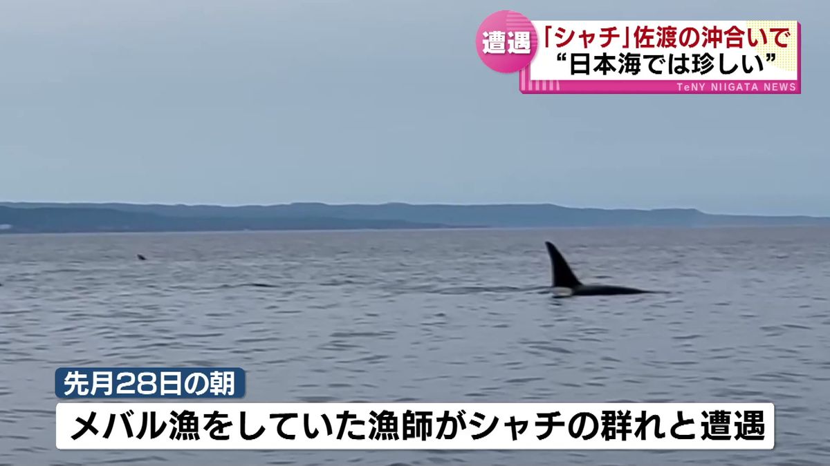 【なぜ】“日本海では珍しい”　佐渡の沖合いで「シャチ」の群れに遭遇《新潟》
