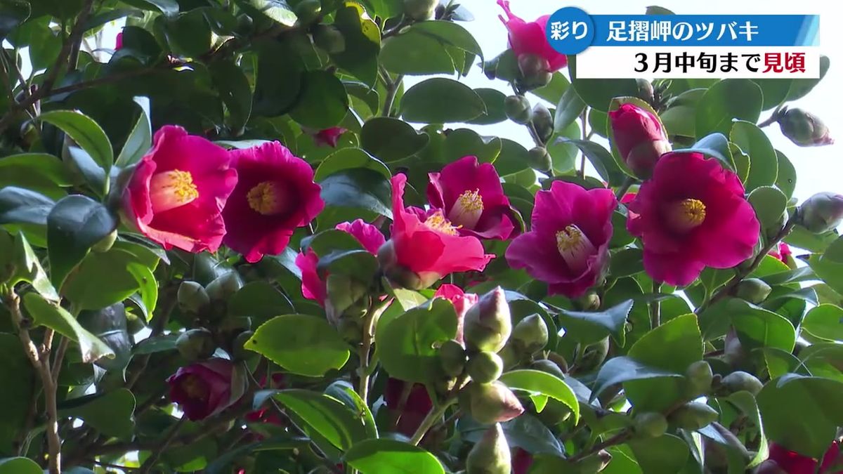 足摺岬周辺 真っ赤に染まったツバキの花が見頃【高知】