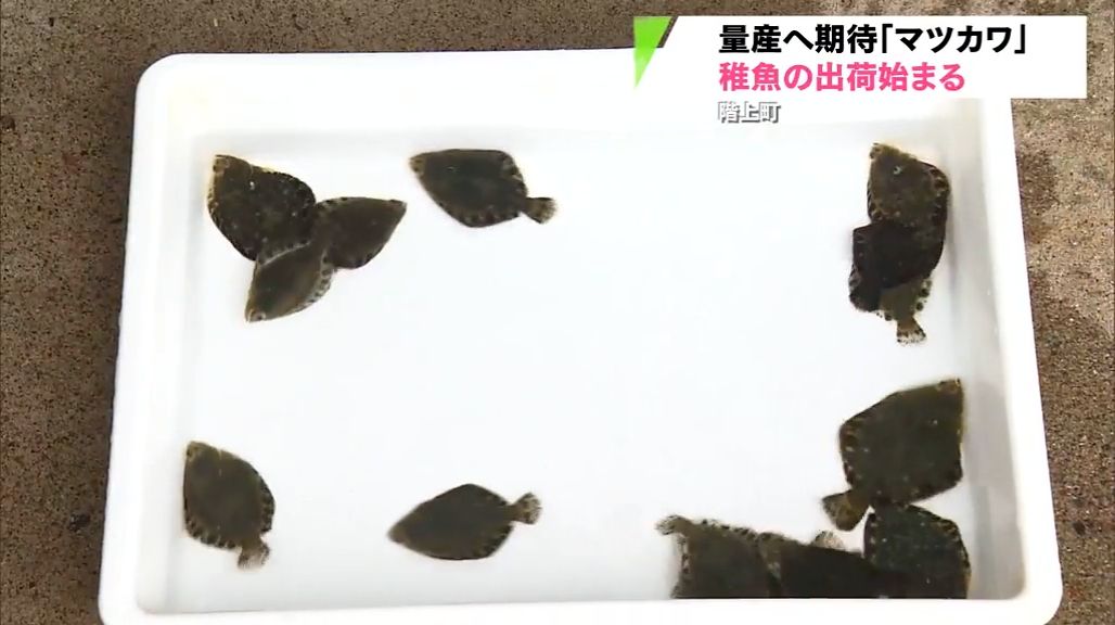 カレイの一種の高級魚「マツカワ」稚魚出荷開始　階上町