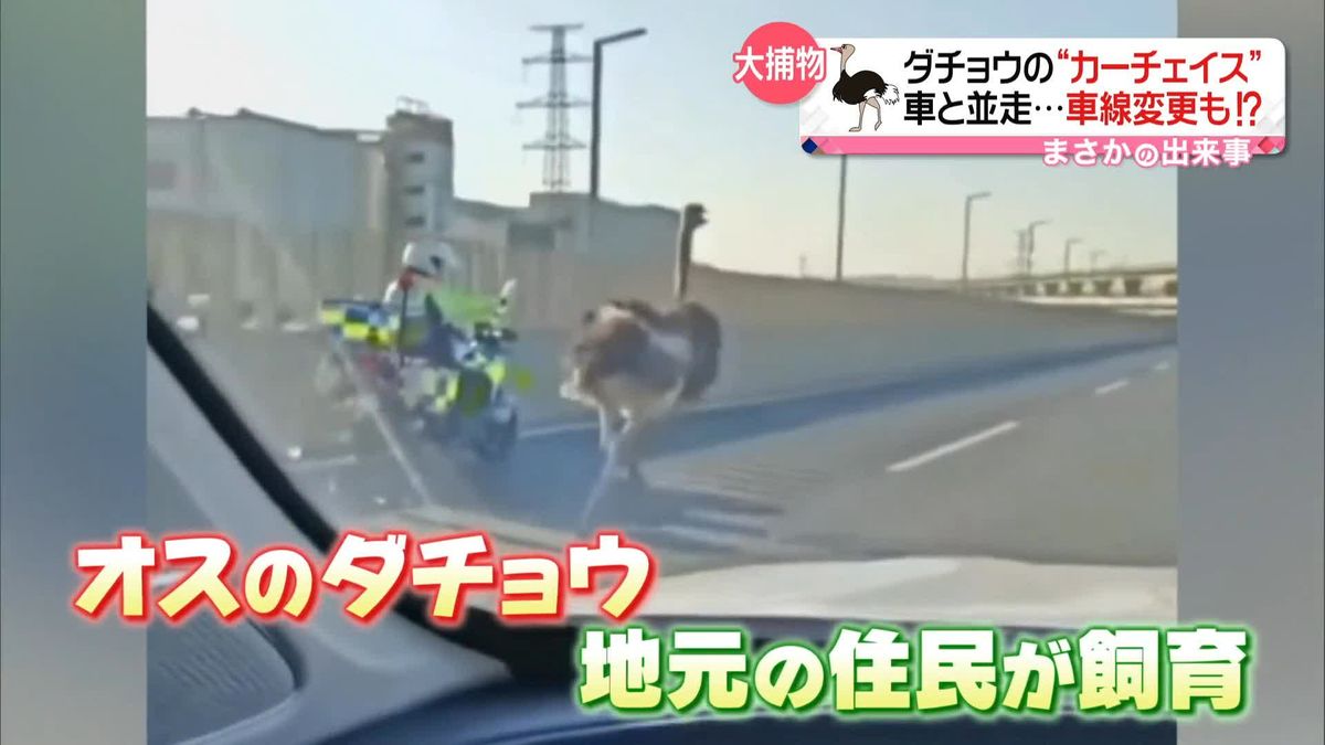 ダチョウと警察が“カーチェイス”　車と並走…車線変更も　中国