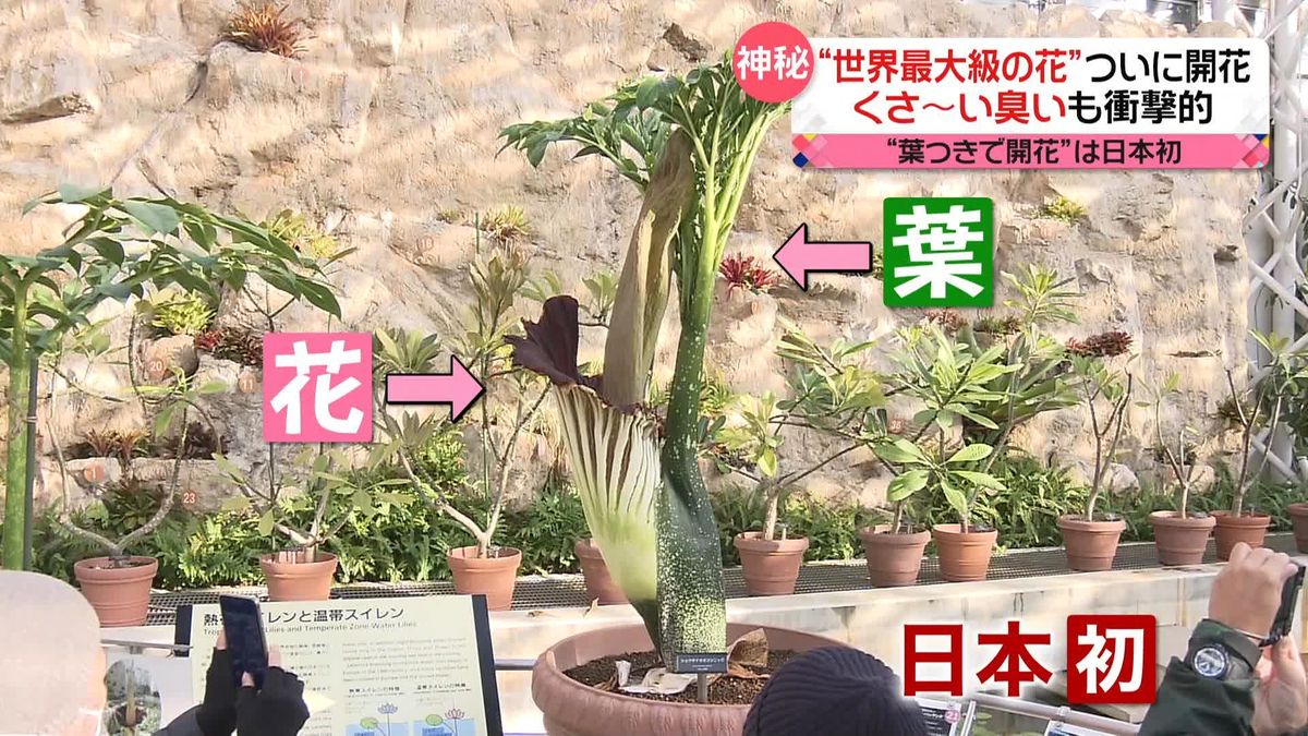 “世界最大級の花”「ショクダイオオコンニャク」ついに開花！　くさ～い臭いも衝撃的…“葉つきで開花”は日本初