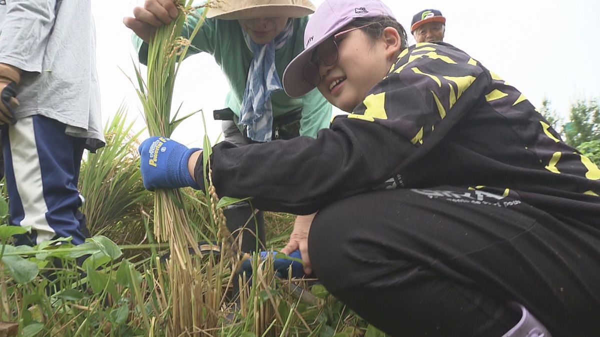 上山市の田んぼで盲学校の子どもたちが稲刈り　5月に自分たちが植えたイネの成長確かめる