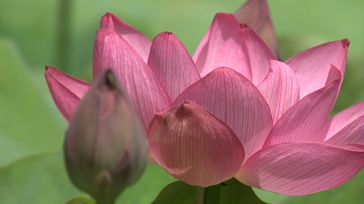 2000年の時を超え…“古代ハス”今年も開花  池をピンクに彩る 山梨・韮崎市