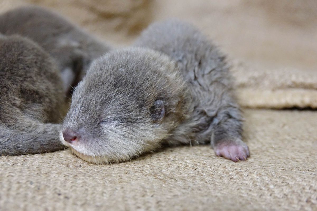 ＜生後1か月の姿を公開＞10月に誕生したコツメカワウソの赤ちゃん　体重は2.5倍に増加　展示は離乳がはじまる2025年1月を予定　岐阜「アクア・トト ぎふ」