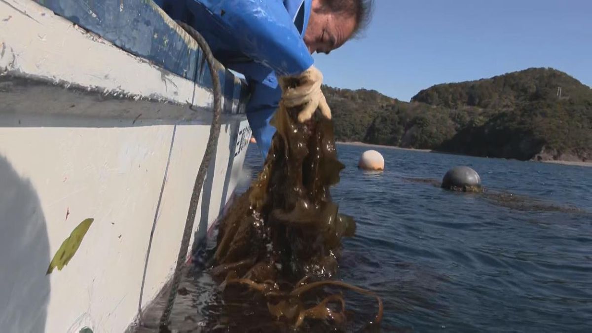 大きな葉が特徴 珍しい海藻「ヒロメ」収穫 三重・紀北町