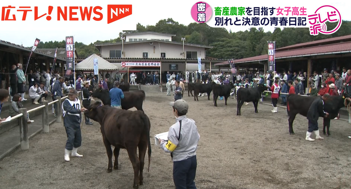 三次家畜市場で開かれた第１００回広島県畜産共進会の様子