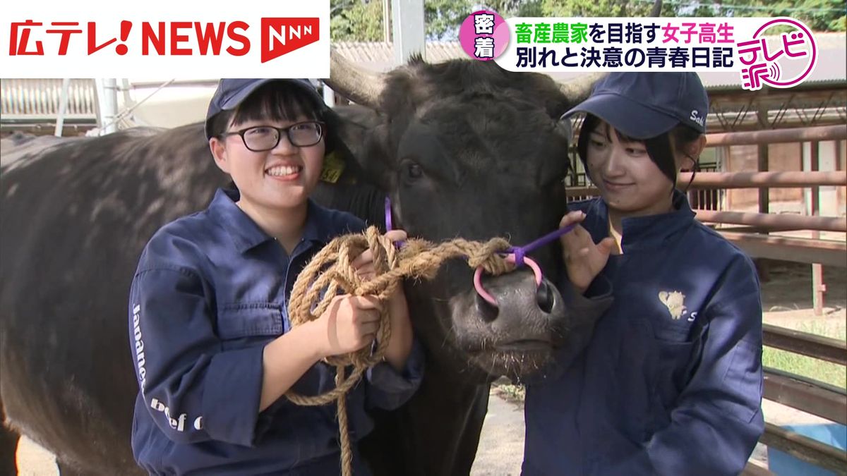 【特集】高齢化と担い手不足の”畜産農家”（広島）県北に牛の飼育に青春を捧げる女子高生の記録　広島・庄原市