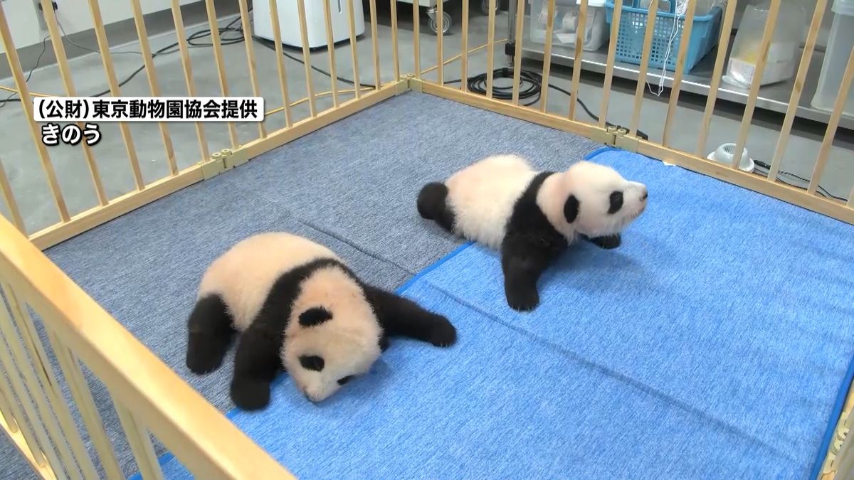 上野動物園の双子パンダ“よちよち歩き”