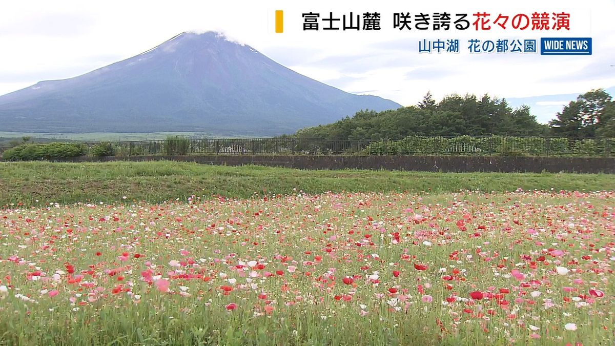 富士山麓で花々の競演 暑さに負けず鮮やかに 山中湖の公園 山梨県