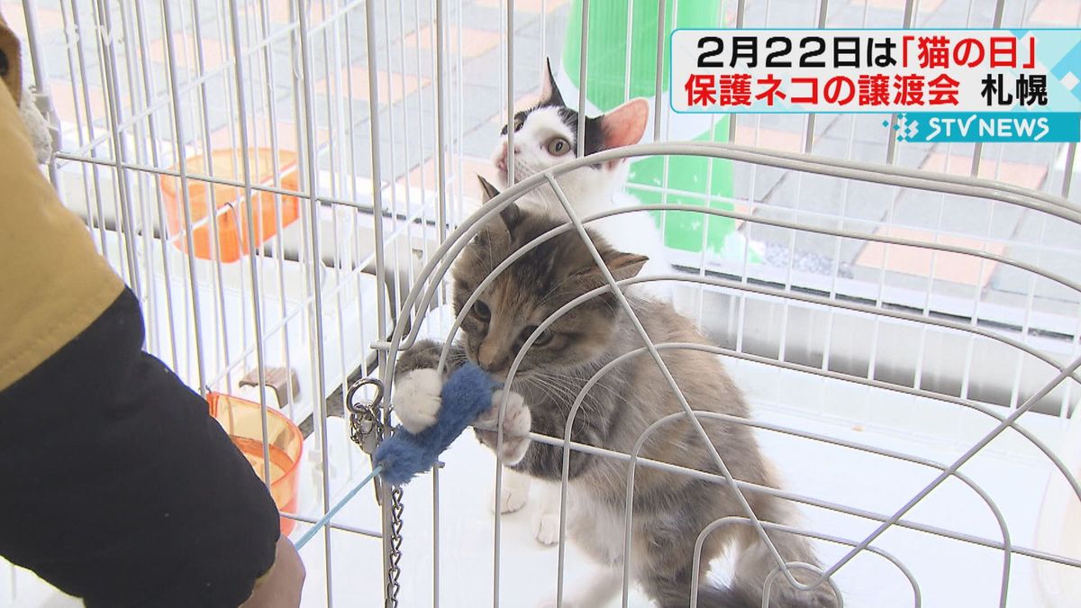 にゃんにゃんにゃん２月２２日は「猫の日」札幌の「保護ネコ譲渡会」が活況