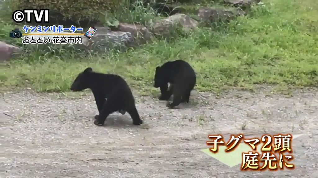 【民家の庭先に子グマ2頭】　視聴者映像寄せられる　「タヌキかな？」と思ったら柴犬ほどの大きさの子グマ2頭だった　岩手