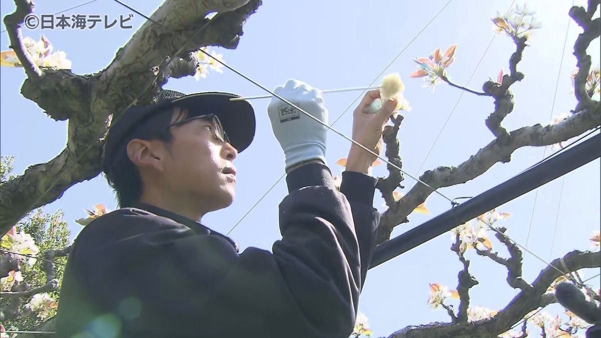 3月に寒の戻りで例年通りの生育に　鳥取の特産”二十世紀梨”　交配作業が始まる　「大玉で糖度の高い梨を作るため花粉をたっぷりと」　鳥取県湯梨浜町