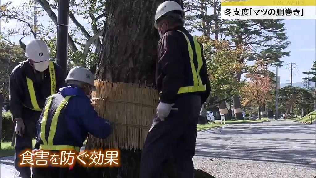 越冬する習性を持つ害虫を「こも」におびき寄せで食害を防ぐ。鶴岡の風物詩「胴巻き」作業始まる