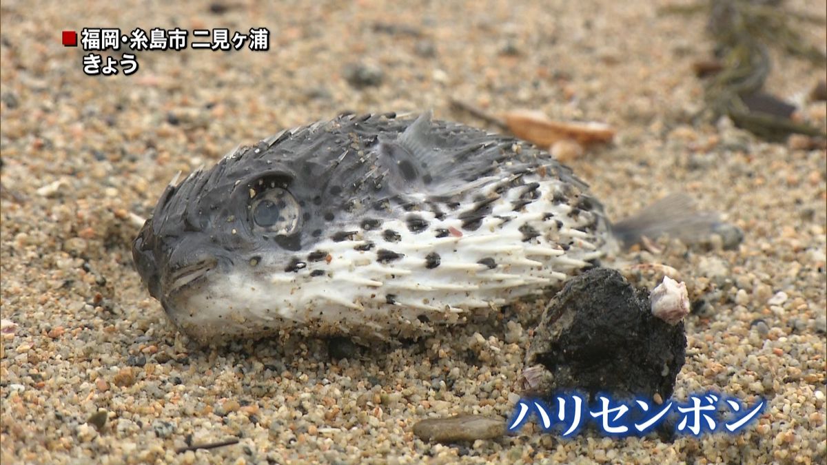 福岡の海岸でハリセンボンが大量死…なぜ？
