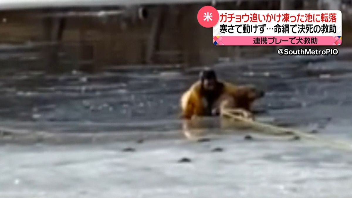 ガチョウ追いかけ凍った池に落ちる…命綱で犬を救助