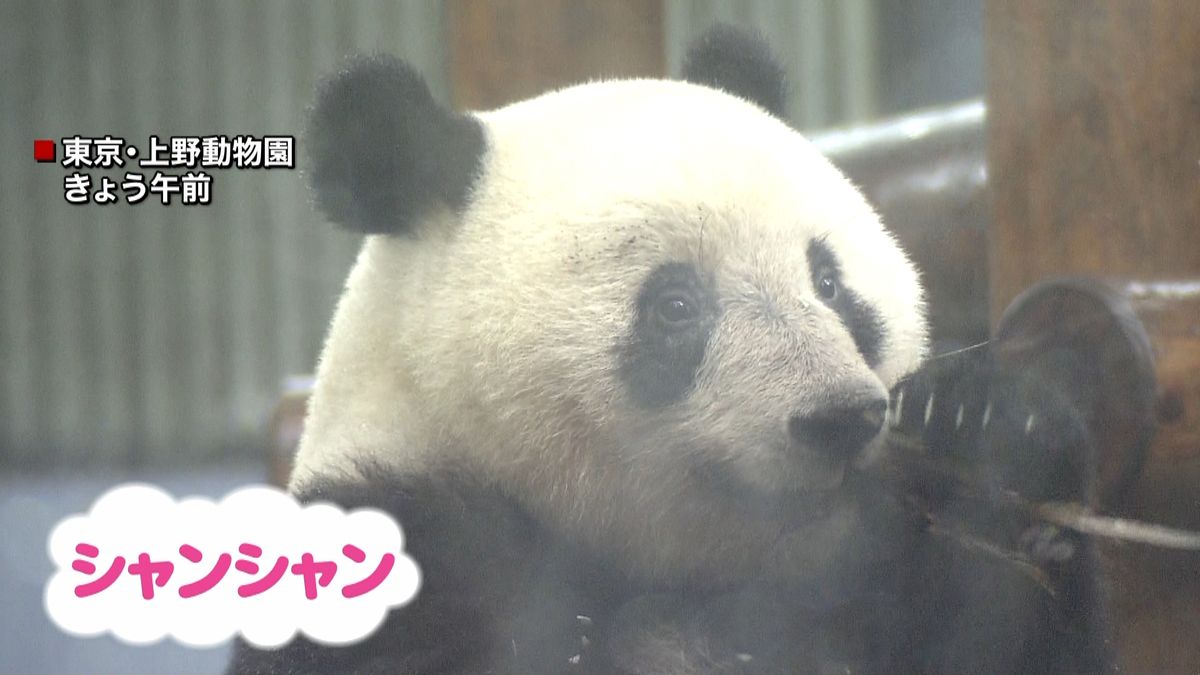 シャンシャンが１２日に２歳に　上野動物園