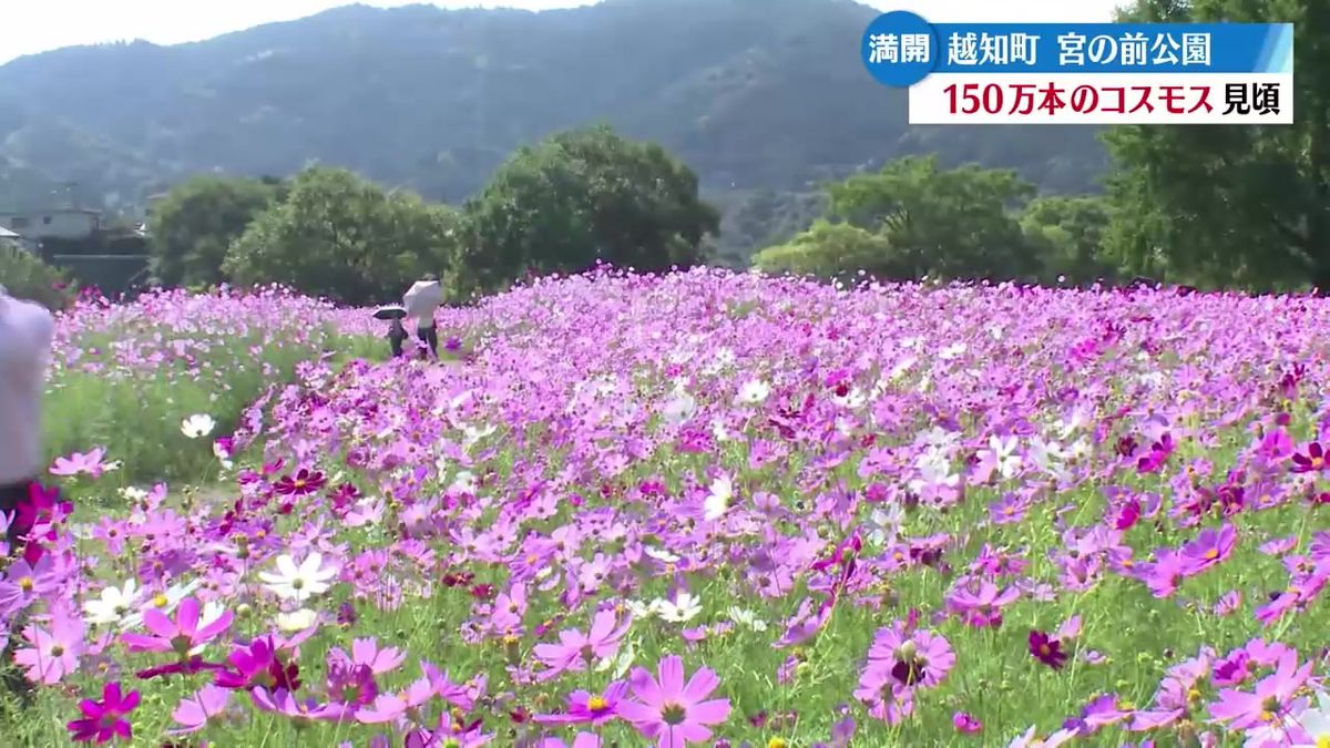 越知町 宮の前公園で約150万本のコスモスが満開！10月20日までコスモスまつり開催中【高知】