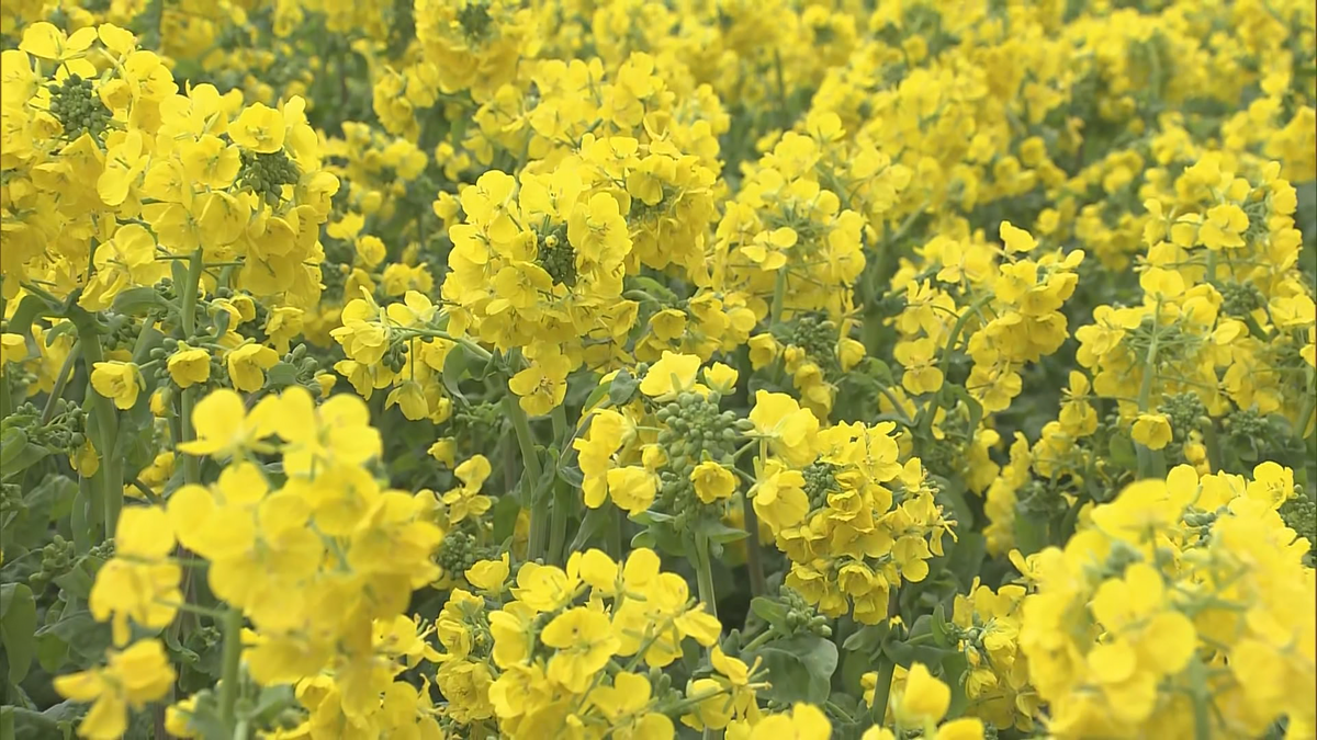 「早く春が来ないかな」外はまだ雪　室内に6000本の菜の花　春を先取り　　