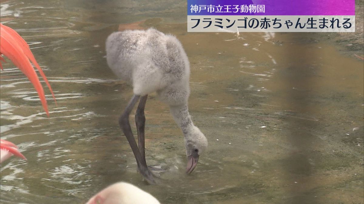 「灰色と思わなかった」体長約50センチの“ベニイロフラミンゴ”赤ちゃん一般公開　神戸・王子動物園