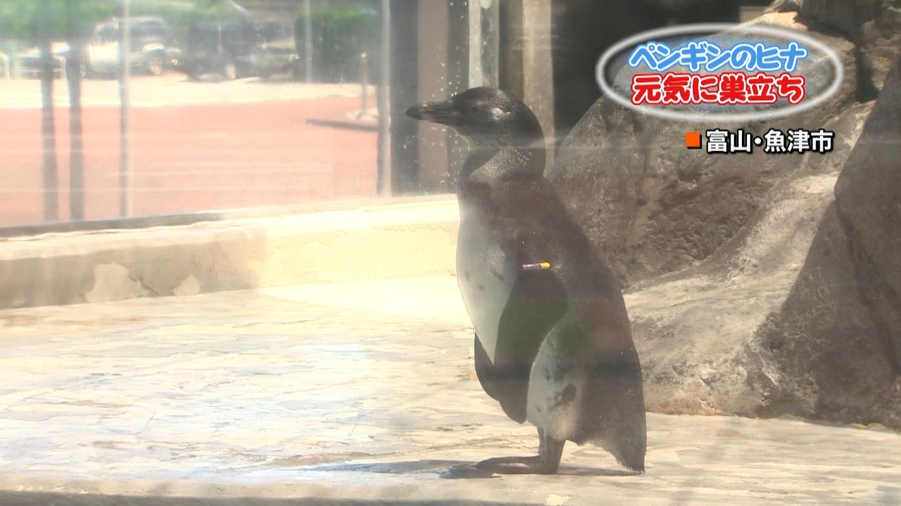ペンギンのひな「ピヨサン」が巣立ち　富山