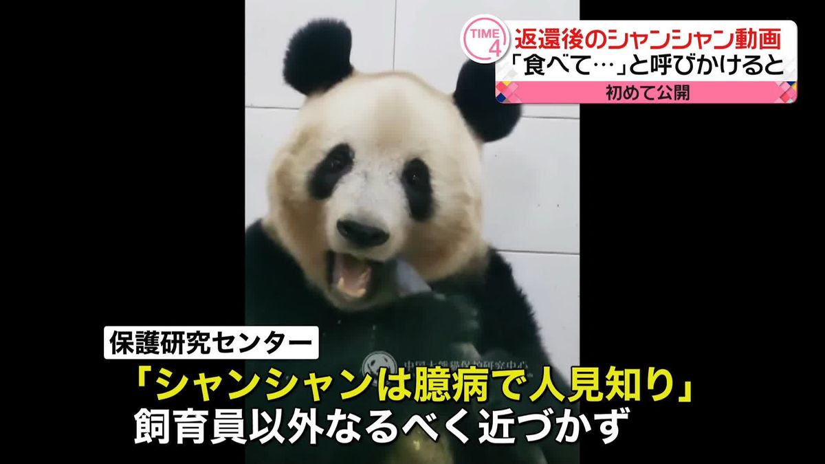 パンダのシャンシャン、中国返還後の動画初公開　「食べて」の呼びかけにタケノコかじる