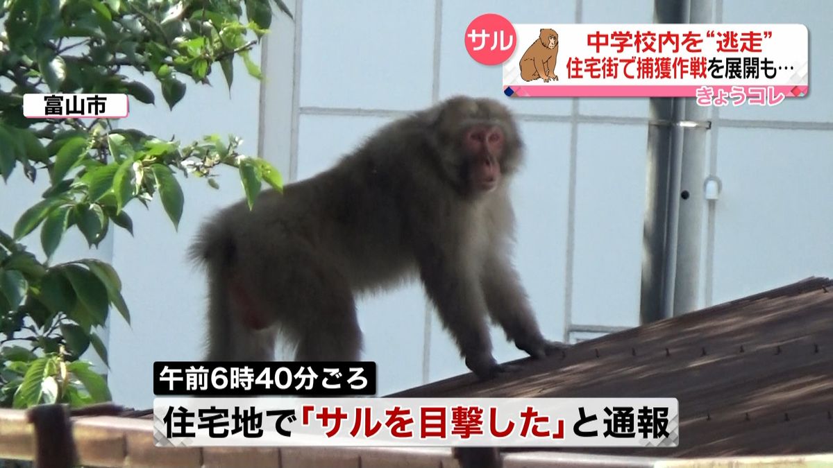 サルが中学校に“逃走”捕獲試みるも…