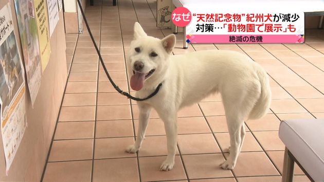 日本古来の 紀州犬 絶滅の危機 のワケ