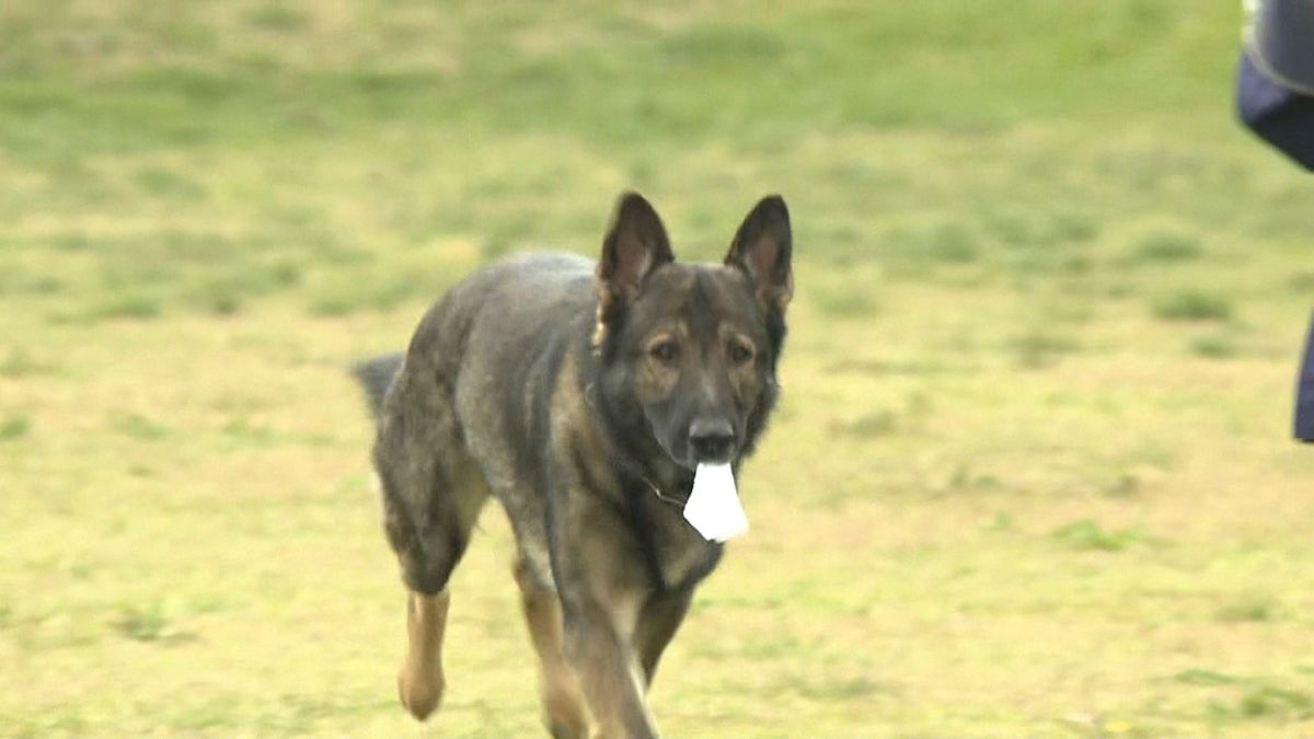 民間で訓練「嘱託警察犬」嘱託式　埼玉県警