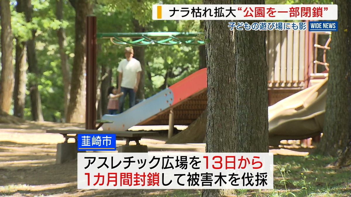 韮崎中央公園 ナラ枯れ被害150本 一部閉鎖し伐採へ 13日から 山梨県