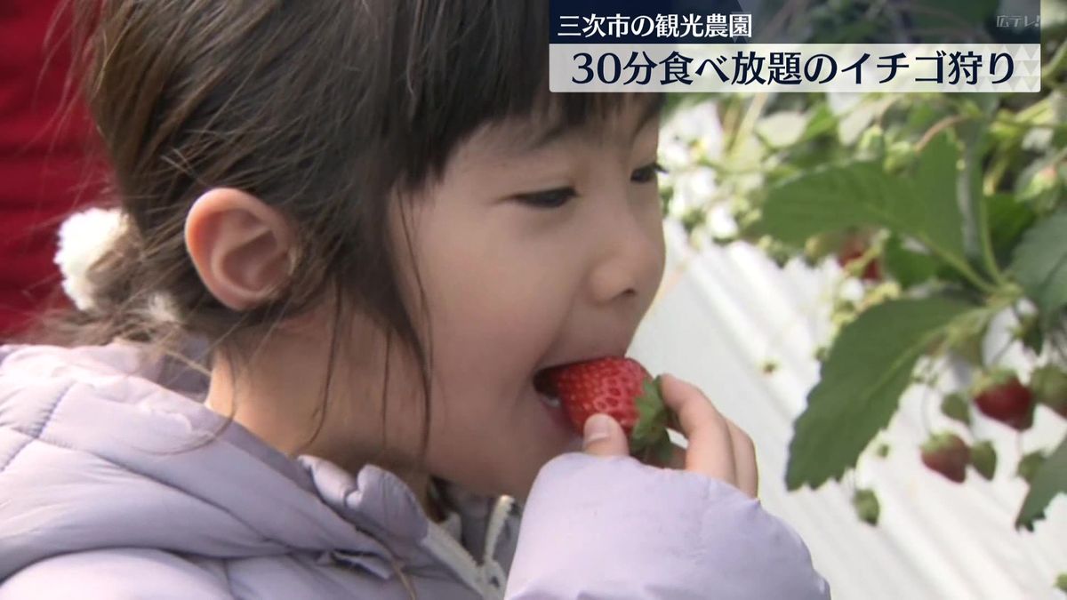 30分間食べ放題のイチゴ狩りにぎわう　広島県三次市の観光農園