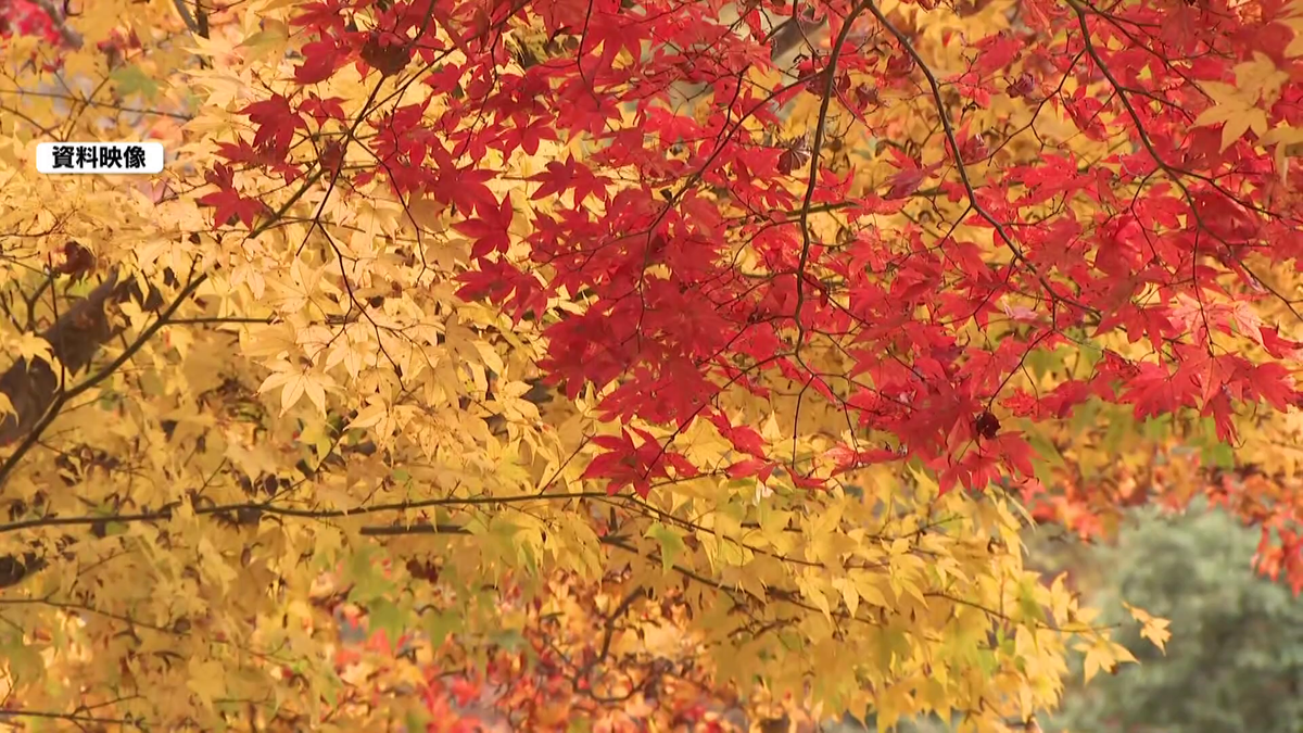 愛知・岐阜・三重の紅葉スポットの“見頃”はいつ!? 香嵐渓は「1週間～10日後」、飛騨・美濃せせらぎ街道の山頂は紅葉ピーク！　色づき始めた御在所ロープウエイの山頂で撮影された“絶景”とは…？