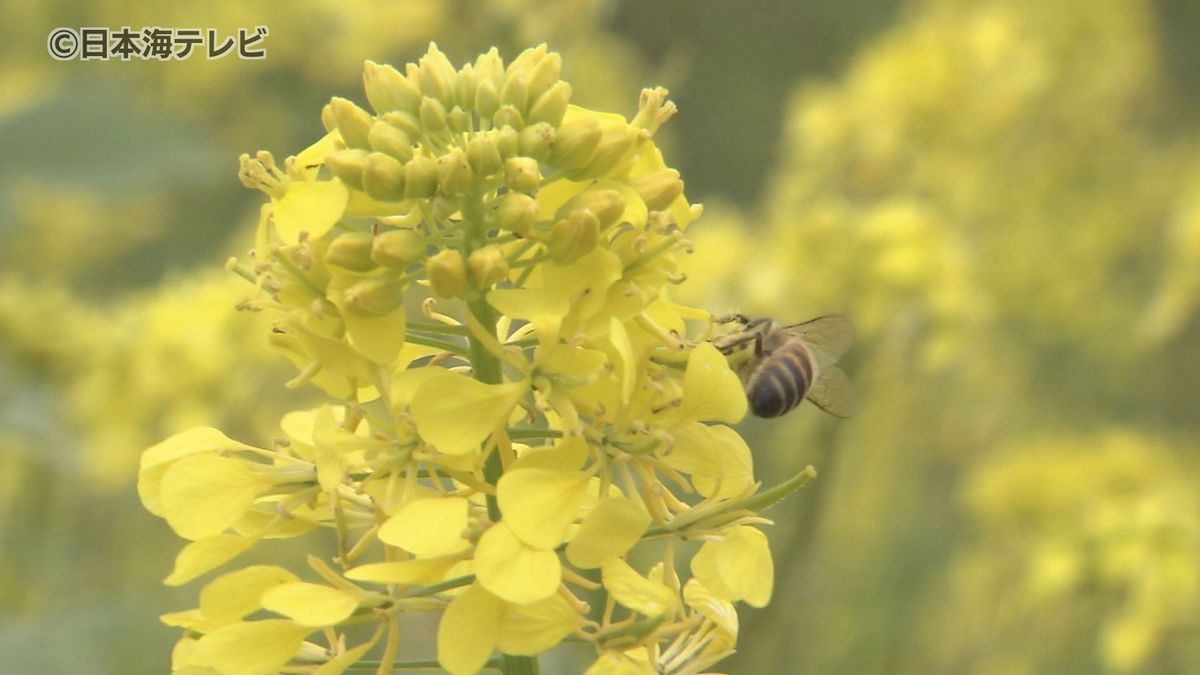 花言葉は"小さな幸せ"　雪解けした大山に菜の花畑が広がる　鳥取県伯耆町