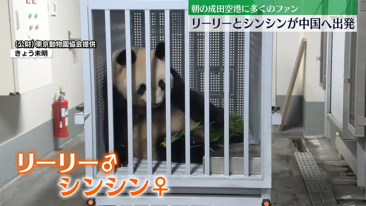 上野動物園のジャイアントパンダ2頭、中国へ出発　朝の成田空港に多くのファン