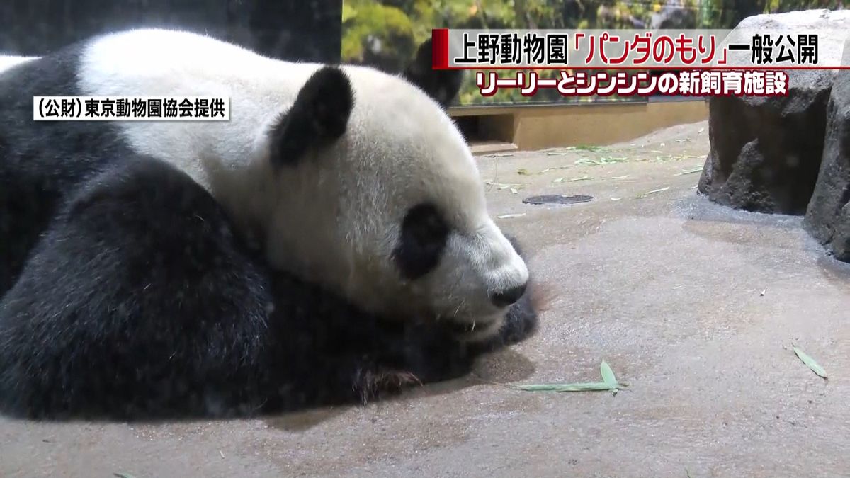 上野動物園「パンダのもり」一般公開
