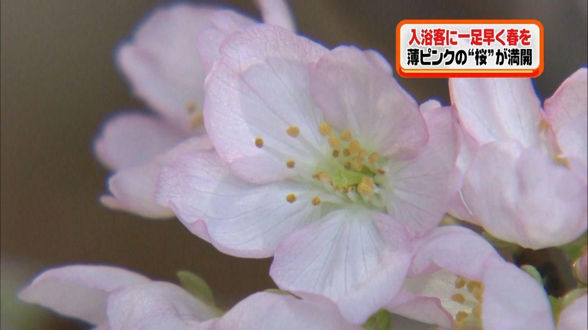 一足早く“桜”が満開　熊本県の温泉施設