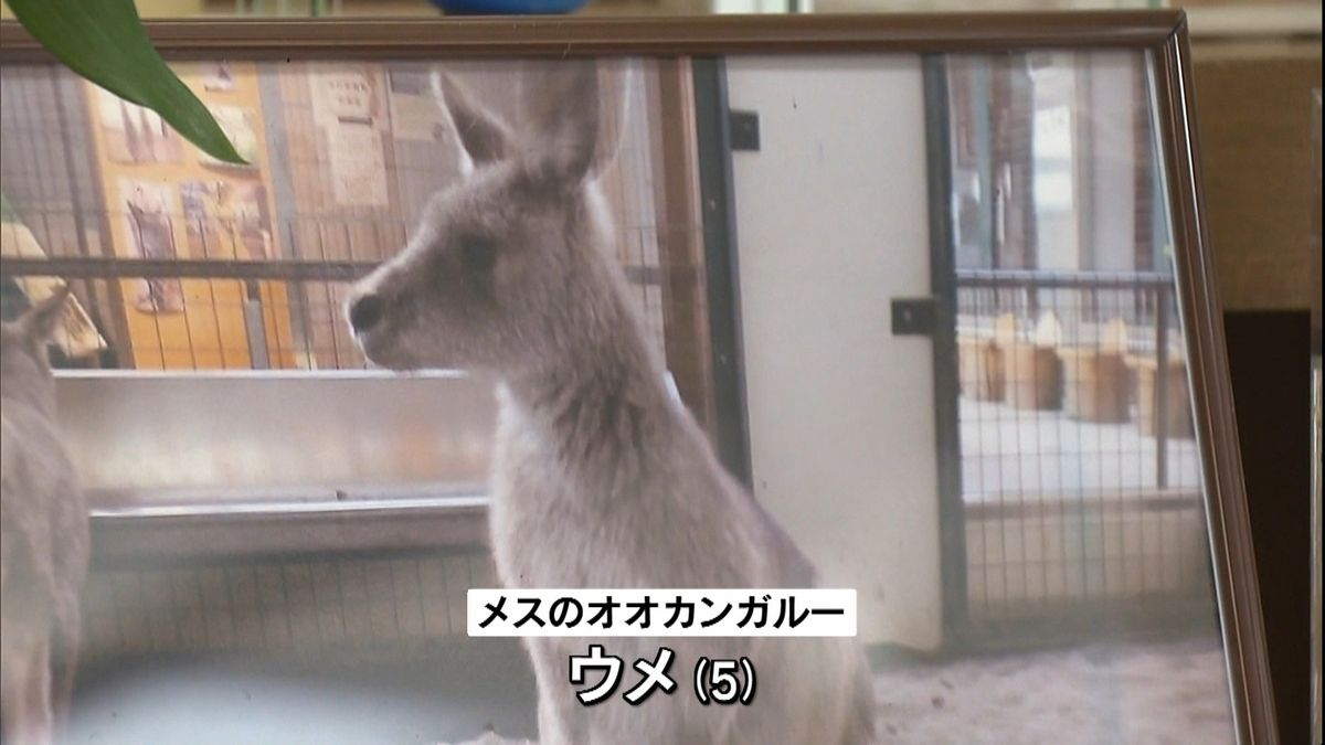 網に首挟み…丸山動物園でカンガルー死ぬ