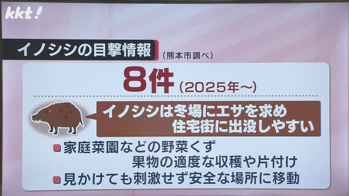 熊本市では今年8件の目撃情報