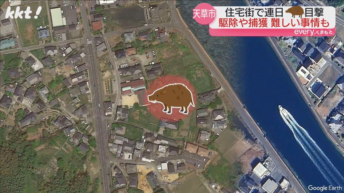 イノシシが出没しているのは天草市の住宅地