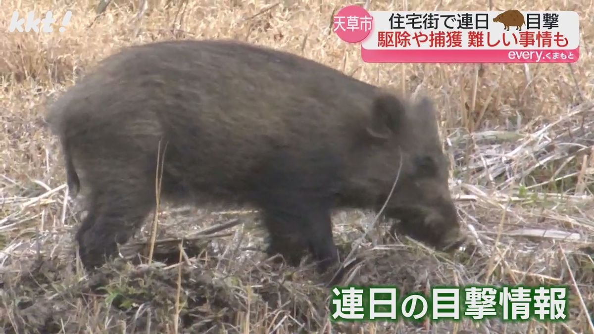 【姿をとらえた】住宅街の保育園隣接地に連日イノシシ出没 すぐに駆除や捕獲できない事情が 天草市