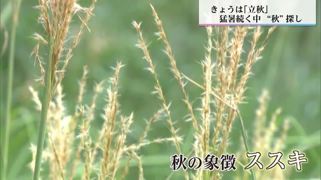 ８月７日は「立秋」　秋を探しにえびの高原へ　早くもススキの穂が…