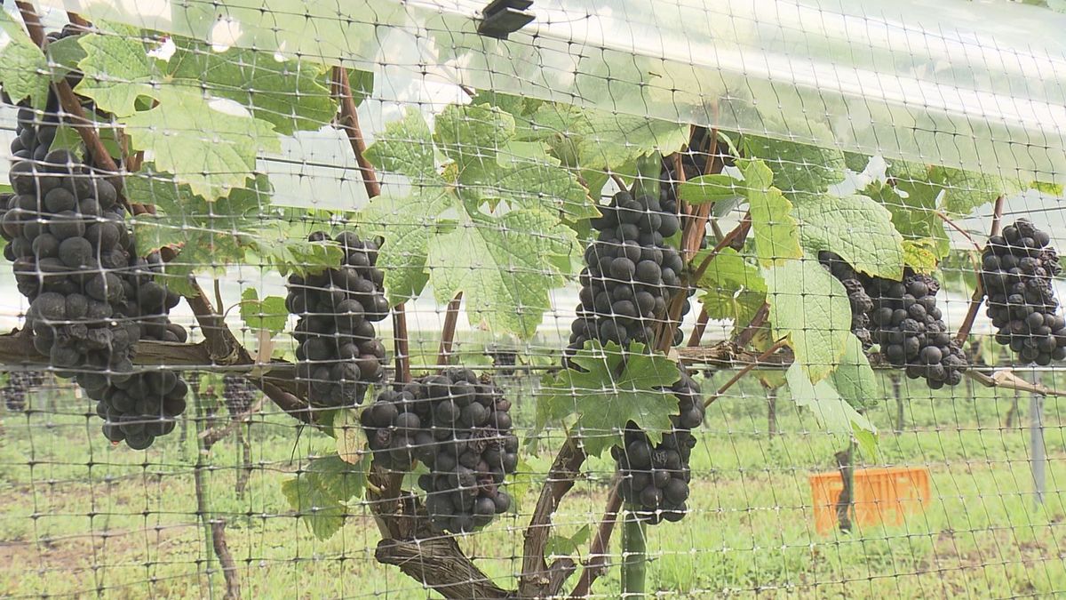 鶴岡市のワイナリーで新酒用ブドウの収穫始まる　雨の日が多かったものの対策とり香りが際立った実が