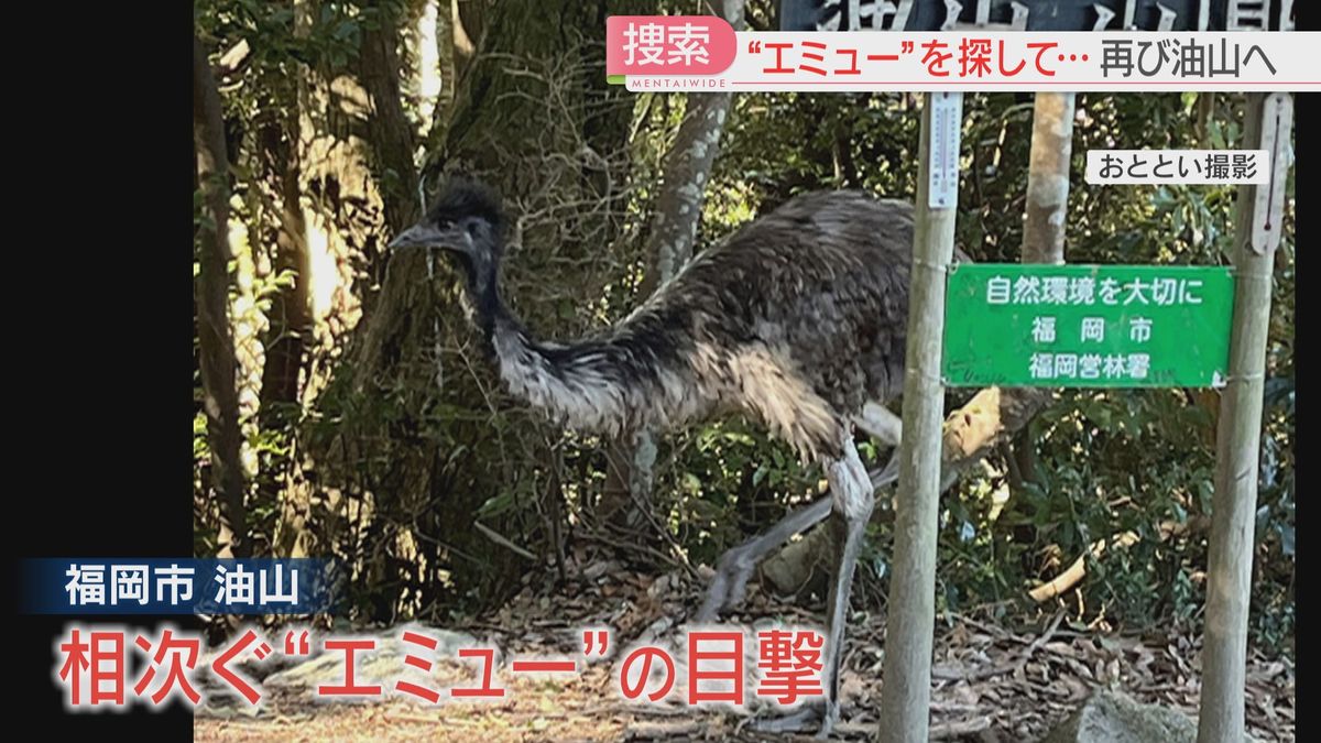 【続報】「飼っているエミューがいなくなった」捜すも見つからず　油山で巨大な鳥の目撃相次ぐ　福岡
