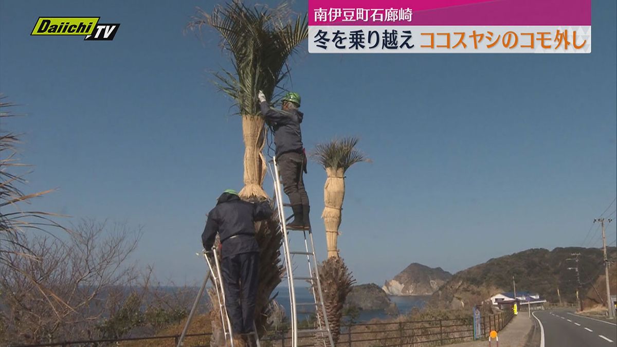 【春の訪れ】ココスヤシのコモ外し作業行われる（静岡・南伊豆町）